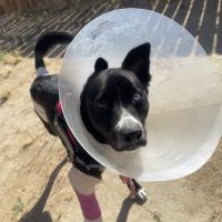 911 Vet Care ico