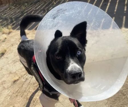 911 Vet Care