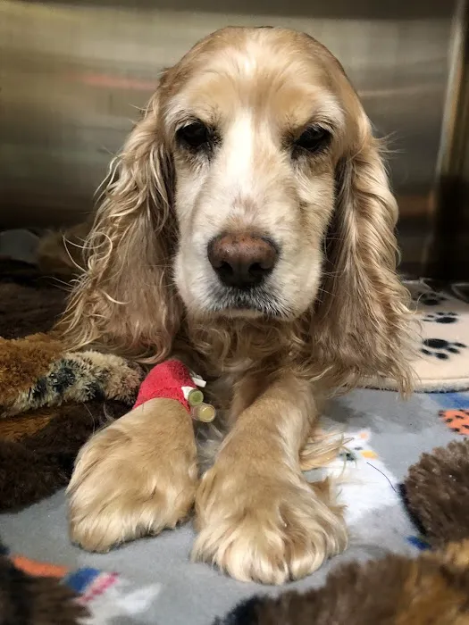 Oaks Veterinary Urgent Care Picture 5