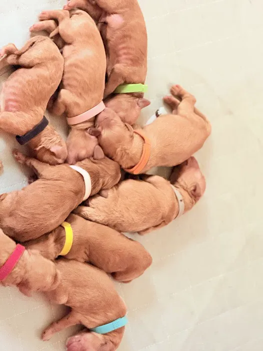 Ohana Pet Hospital of Agoura Hills Picture 6