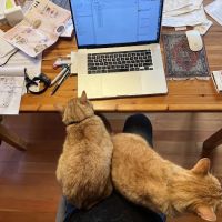 Animal Clinic of Topanga ico
