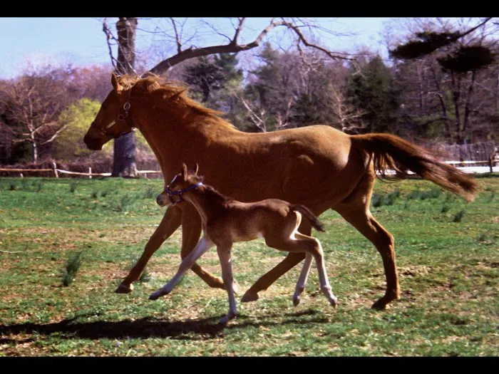 Holistic Veterinary Healthcare Picture 6