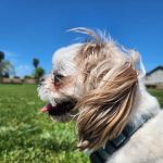 Banfield Pet Hospital