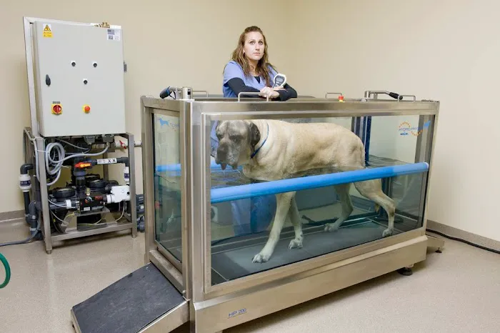VCA Westlake Village Animal Hospital Picture 10
