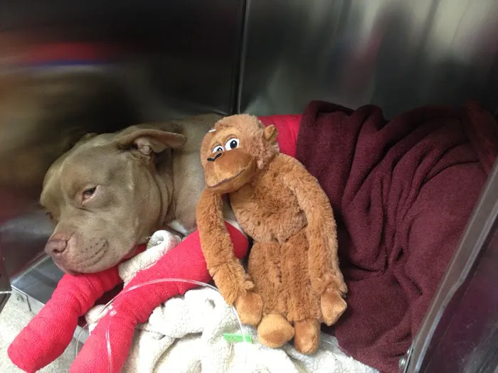Slaton Veterinary Hospital Picture 2
