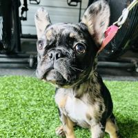 9Tails Veterinary Clinic ico