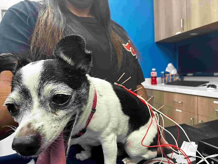 9Tails Veterinary Clinic Picture 2
