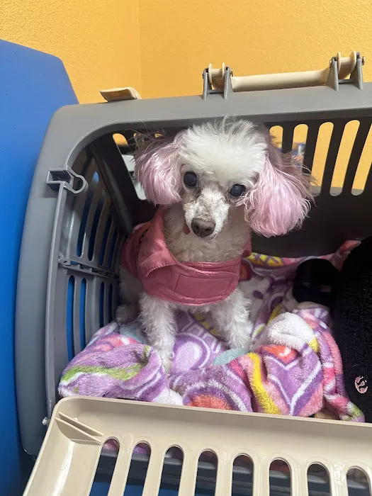9Tails Veterinary Clinic Picture 8