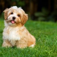 Animal Hospital of Eagle Glen ico