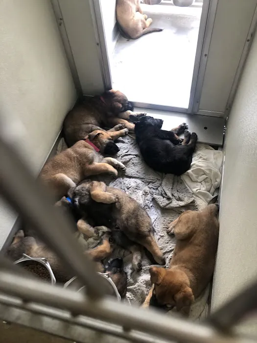 Animal Hospital of Eagle Glen Picture 3