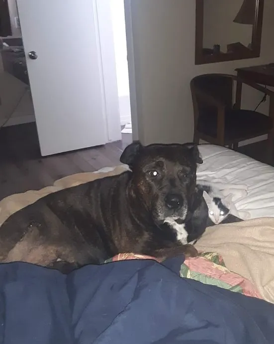 Animal Hospital of Eagle Glen Picture 6