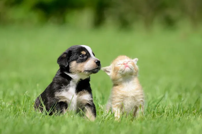 Animal Hospital of Eagle Glen Picture 10