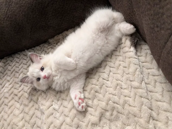 Ragdoll Kittens by Kelly Picture 2