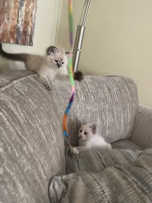 Ragdoll Kittens by Kelly Picture 1