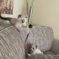 Ragdoll Kittens by Kelly ico