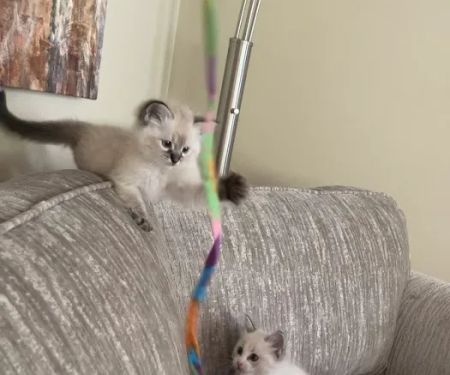 Ragdoll Kittens by Kelly
