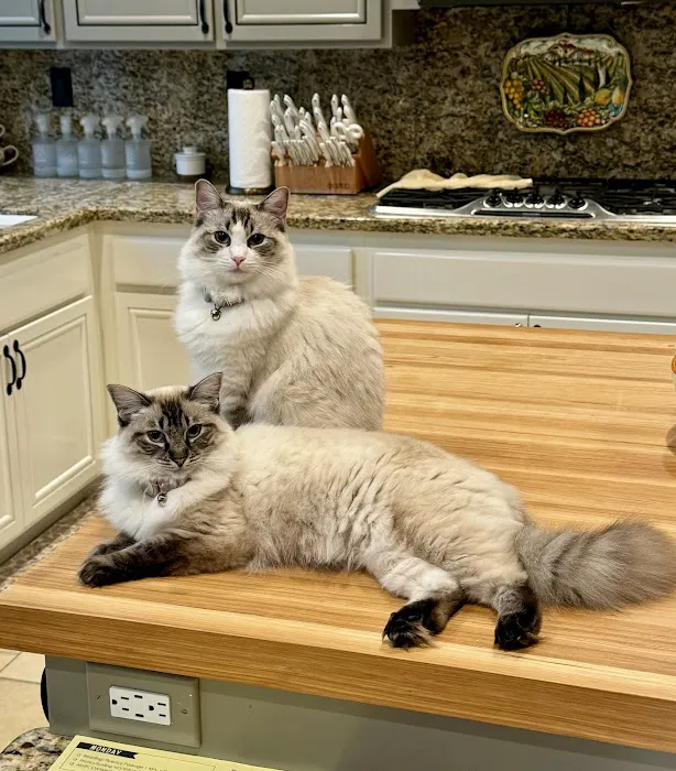 Ragdoll Kittens by Kelly Picture 3