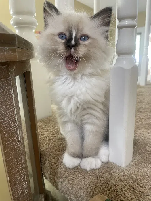 Ragdoll Kittens by Kelly Picture 6