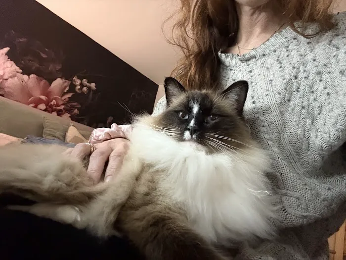 Ragdoll Kittens by Kelly Picture 5