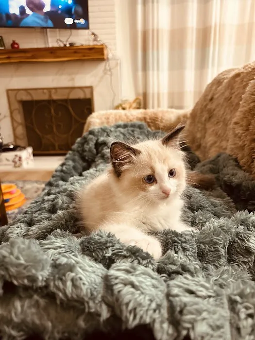 Ragdoll Kittens by Kelly Picture 9