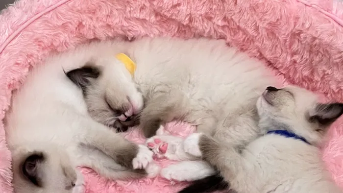 Ragdoll Kittens by Kelly Picture 10