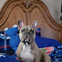 Animal Care Wellness Center Inc ico