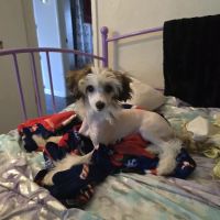 Banfield Pet Hospital ico