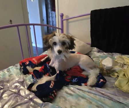 Banfield Pet Hospital