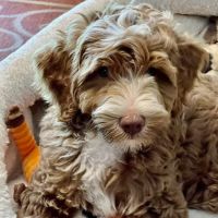 Veterinary Integrative Center ico
