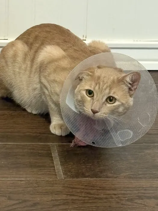 Pet Hospital of Redlands + Urgent Care Picture 2