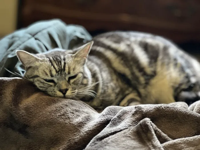Pet Hospital of Redlands + Urgent Care Picture 1