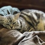 Pet Hospital of Redlands + Urgent Care