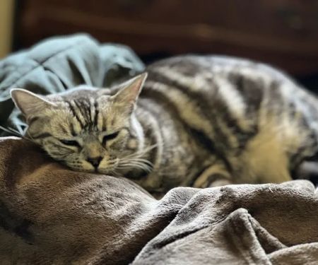 Pet Hospital of Redlands + Urgent Care