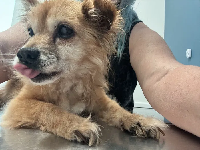Pet Hospital of Redlands + Urgent Care Picture 6
