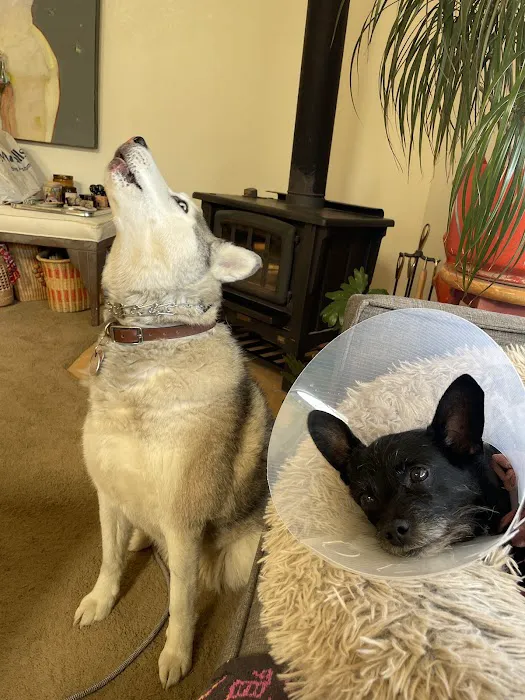 Pet Hospital of Redlands + Urgent Care Picture 7