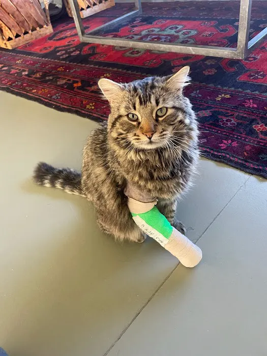 Pet Hospital of Redlands + Urgent Care Picture 10