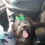Alessandro Animal Hospital