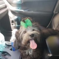 Alessandro Animal Hospital ico