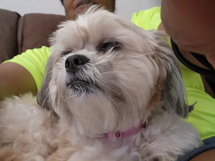 Alessandro Animal Hospital Picture 4