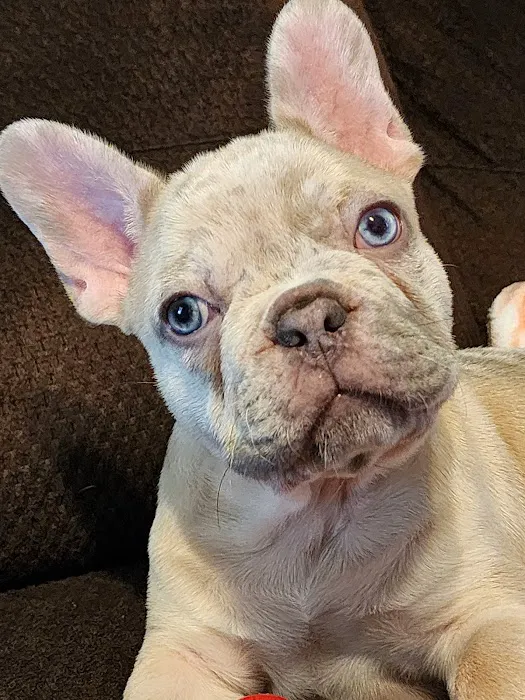 Alessandro Animal Hospital Picture 8
