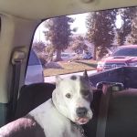 SunnyMead Veterinary Clinic