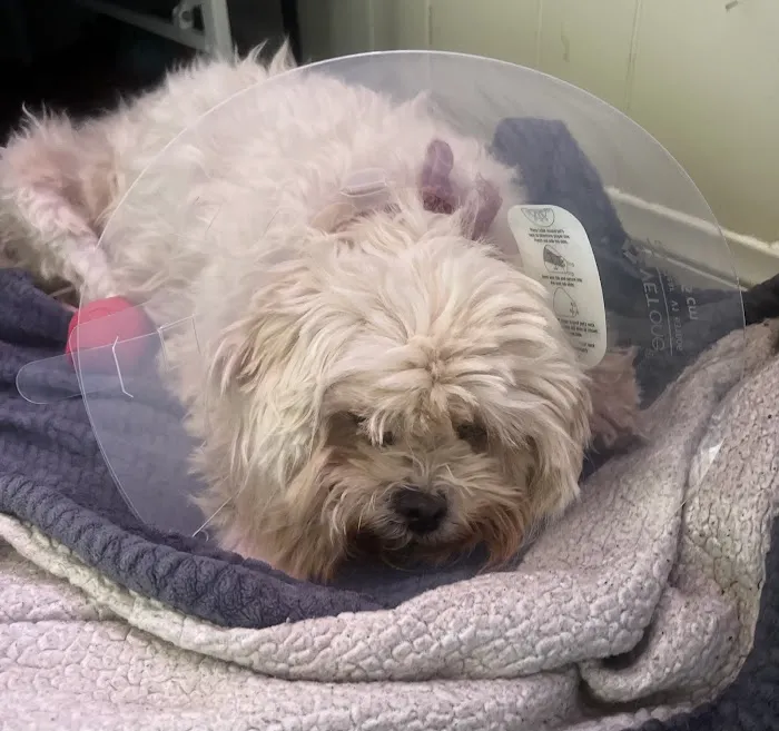 SunnyMead Veterinary Clinic Picture 7