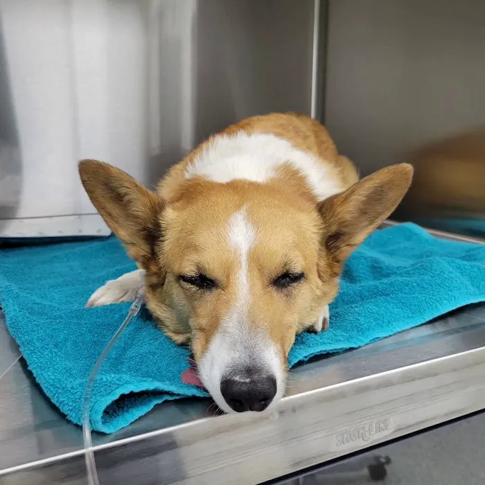 Veterinary Emergency Center of Redlands Picture 5