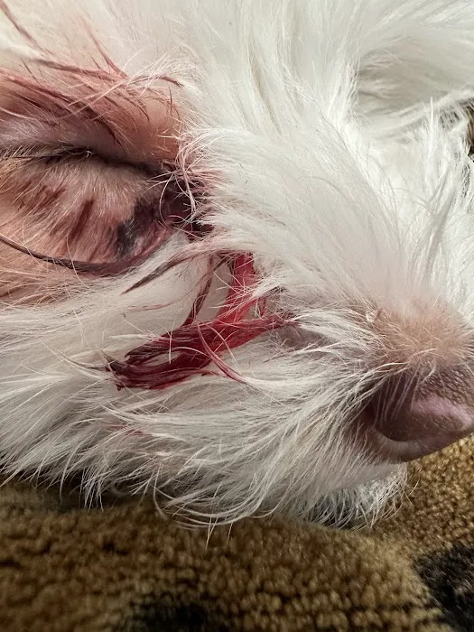 Veterinary Emergency Center of Redlands Picture 9