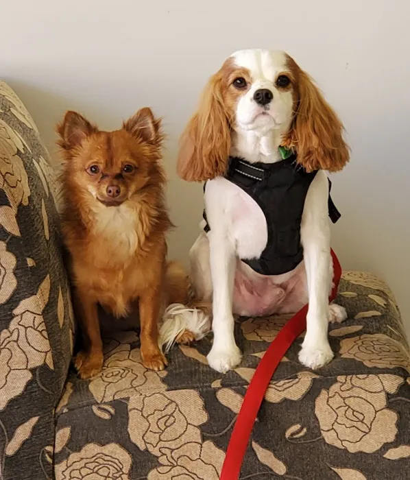 Redlands Animal Hospital, Inc. Picture 1