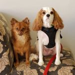 Redlands Animal Hospital, Inc.