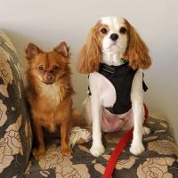 Redlands Animal Hospital, Inc. ico
