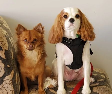 Redlands Animal Hospital, Inc.
