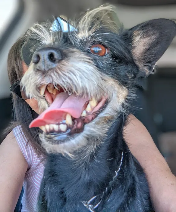 Redlands Animal Hospital, Inc. Picture 3