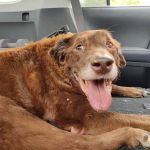 Animal Medical of Salado